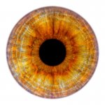 Iridology Reg